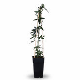 Passiflora caerulea ‘Constance Elliot’ – Flor de la pasión blanca – D15cm x A65cm - Verdeia - 2
