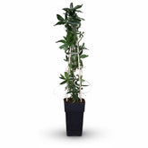 Passiflora caerulea – Flor de la Pasión azul – D15cm x A65cm - Verdeia - 2