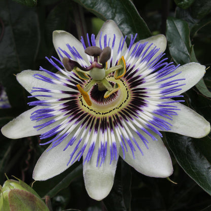 Passiflora caerulea – Fleur de la Passion bleue – D15cm x H65cm - Verdeia