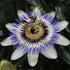 Passiflora caerulea – Fleur de la Passion bleue – D15cm x H65cm - Verdeia