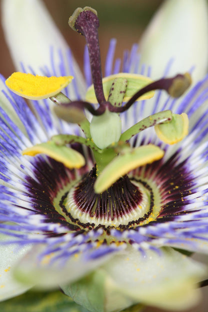 Passiflora caerulea – Fleur de la Passion bleue – D15cm x H65cm - Verdeia