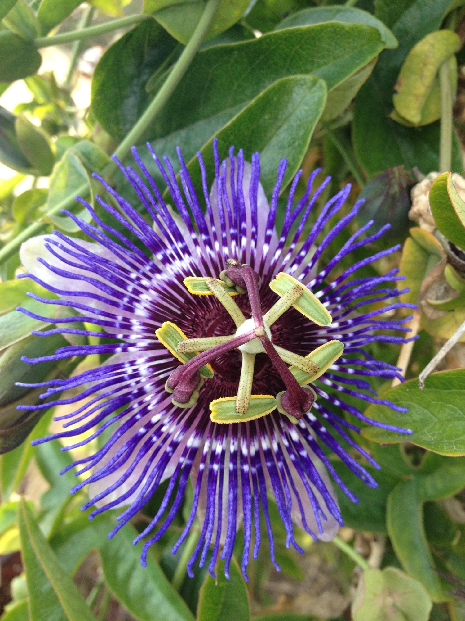 Passiflora ‘Purple Haze’ – Passiflore violette – D15cm x H65cm - Verdeia