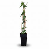 Passiflora ‘Purple Haze’ – Fialová mučenka – D15cm x V65cm - Verdeia - 3
