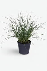 Pennisetum alopecuroides Hameln (Herbe aux écouvillons) - Verdeia - 6