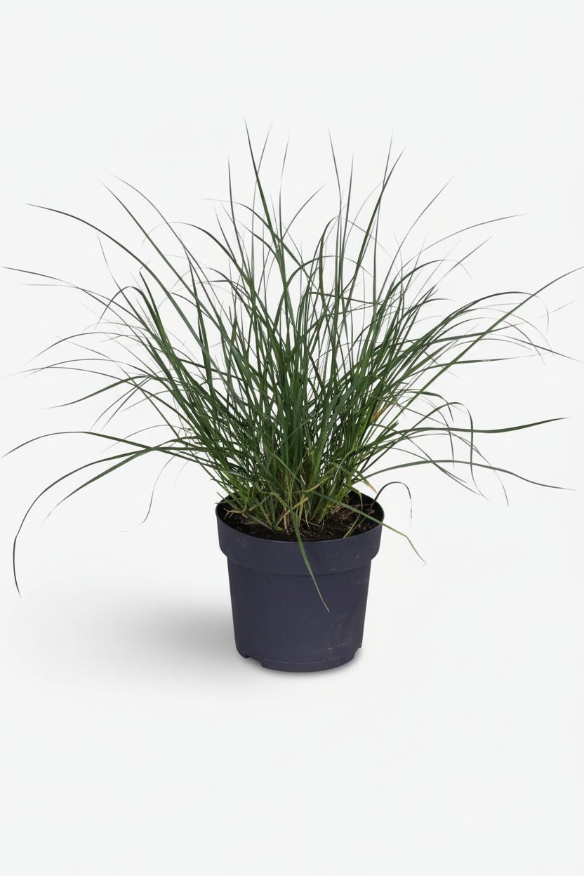 Pennisetum alopecuroides Hameln (Herbe aux écouvillons) - Verdeia - 6