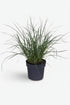 Pennisetum alopecuroides Hameln (Hierba de escobillón) - Verdeia - 6