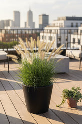 Pennisetum alopecuroides Hameln (Herbe aux écouvillons) - Verdeia - 5