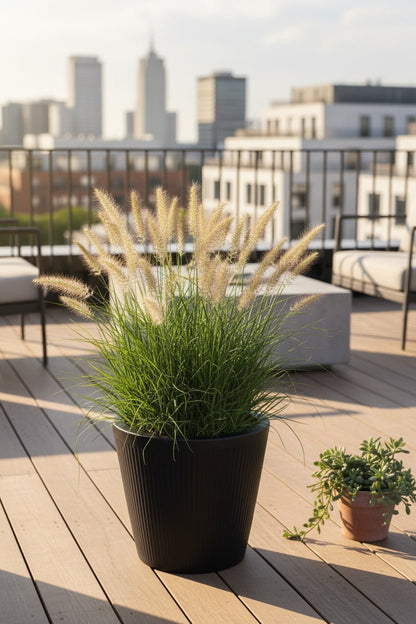 Pennisetum alopecuroides Hameln (Herbe aux écouvillons) - Verdeia - 5