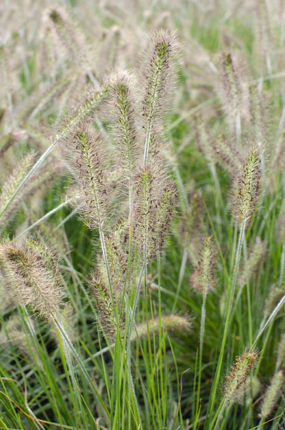 Pennisetum alopecuroides Hameln (Herbe aux écouvillons) - Verdeia - 2