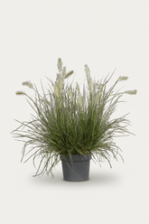 Pennisetum alopecuroides Hameln (Herbe aux écouvillons) - Verdeia - 1