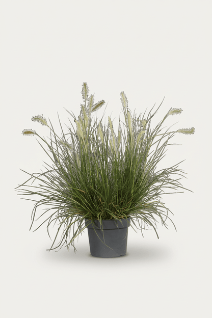 Pennisetum alopecuroides Hameln (Herbe aux écouvillons) - Verdeia - 1