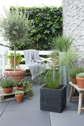 Pennisetum alopecuroides Hameln (Herbe aux écouvillons) - Verdeia - 4