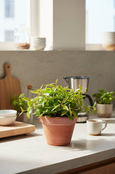 Peperomia angulata Rocca Verde - H15 cm | Pot Ø11 cm - Verdeia - 4