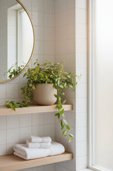 Peperomia angulata Rocca Verde - H15 cm | Pot Ø11 cm - Verdeia - 3