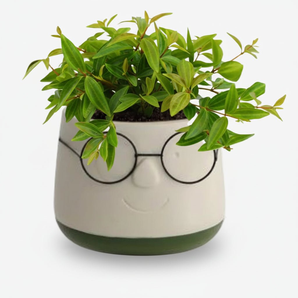 Peperomia angulata Rocca Verde (Peperomia) - H15 cm | Céramique visage lunettes Ø12 cm - Verdeia - 1