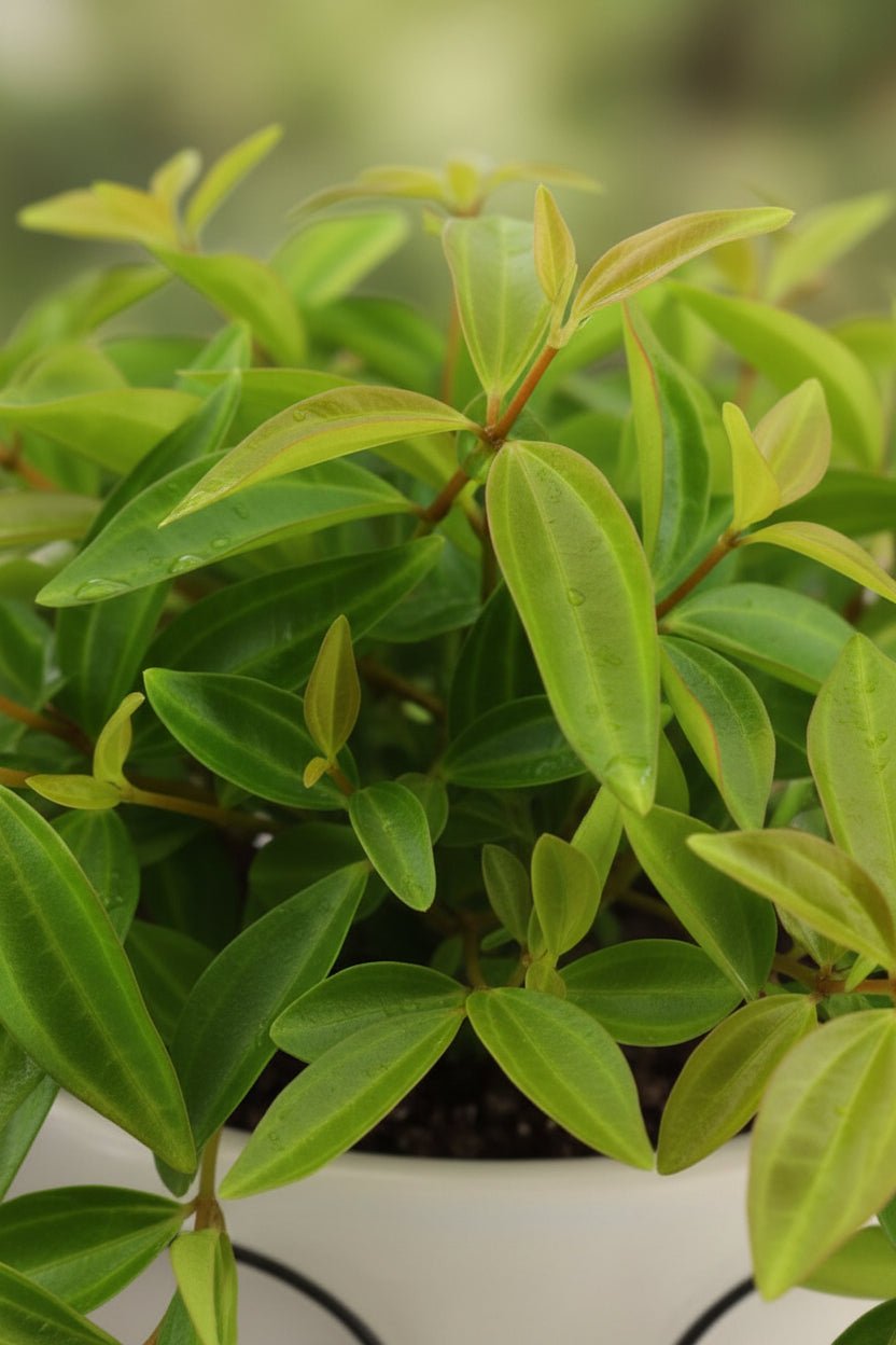 Peperomia angulata Rocca Verde (Peperomia) - H15 cm | Céramique visage lunettes Ø12 cm - Verdeia - 2