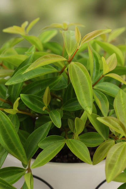 Peperomia angulata Rocca Verde (Peperomia) - H15 cm | Céramique visage lunettes Ø12 cm - Verdeia - 2