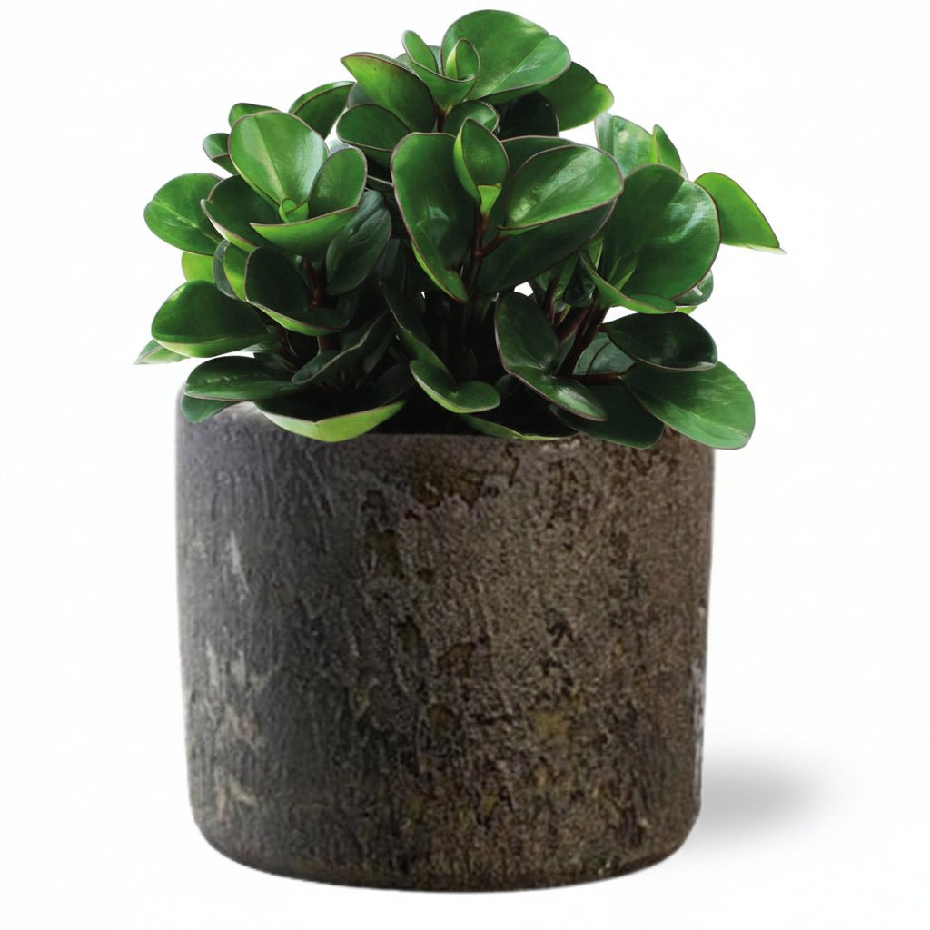 Peperomia &
