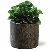 Peperomia &