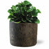 Peperomia &
