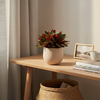 Peperomia caperata ‘Rosso’ — Ø11 cm — H15 cm - Verdeia