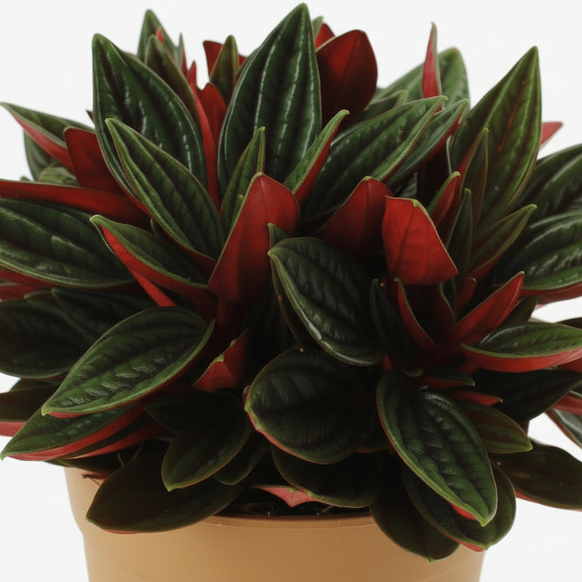 Peperomia caperata ‘Rosso’ — Ø11 cm — H15 cm - Verdeia - 2