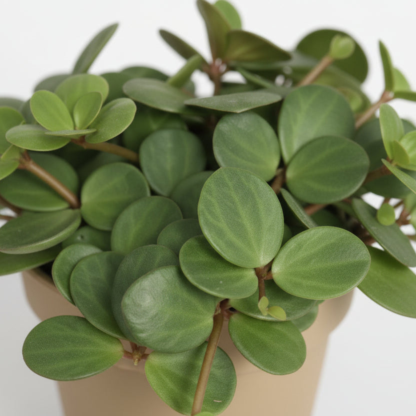 Peperomia Hope — Ø12 cm — H15 cm - Verdeia - 2