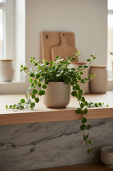 Peperomia Hope — Ø12 cm — H15 cm - Verdeia - 4