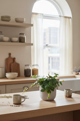 Peperomia Hope — Ø12 cm — H15 cm - Verdeia - 3