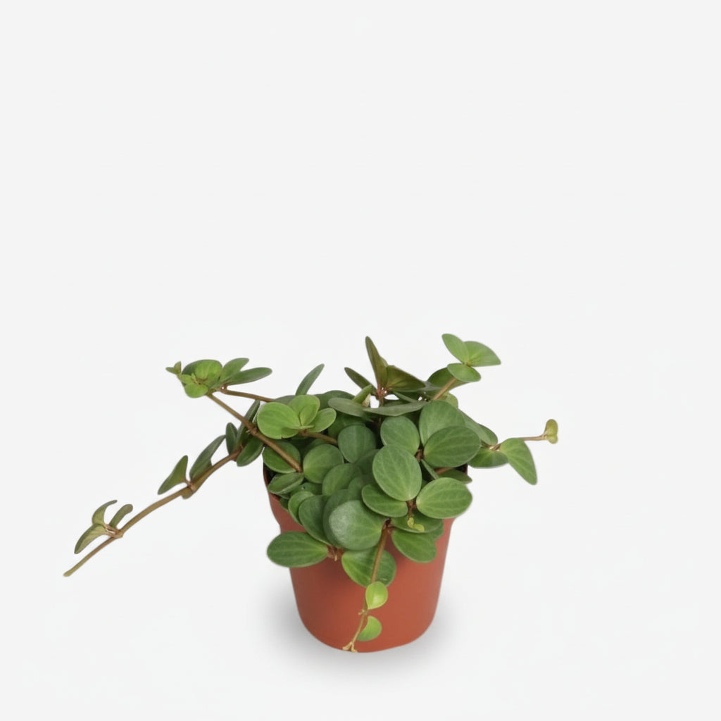 Peperomia Hope — Ø12 cm — H15 cm - Verdeia - 1