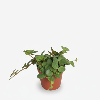Peperomia Hope — Ø12 cm — H15 cm - Verdeia - 1