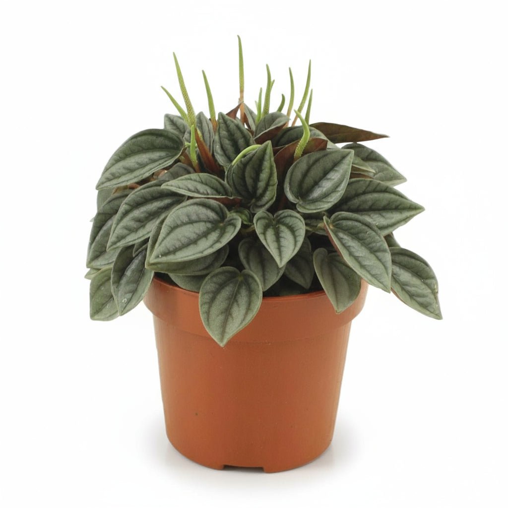 Peperomia Napoli Nights - 10,5 x 15cm - Verdeia
