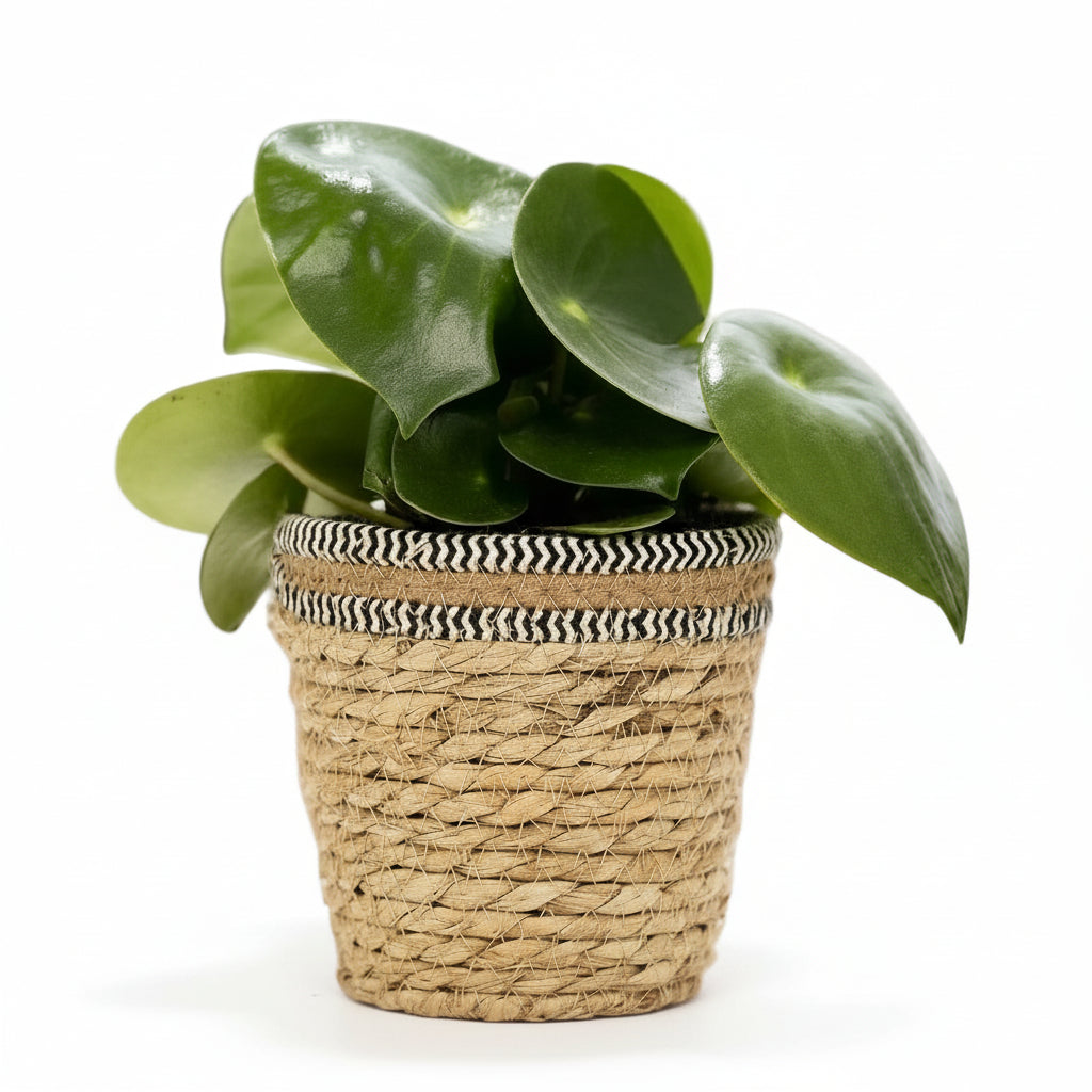 Peperomia Raindrop — Ø12 x H25 cm — Lista para colocar — Cesta natural - Verdeia - 1