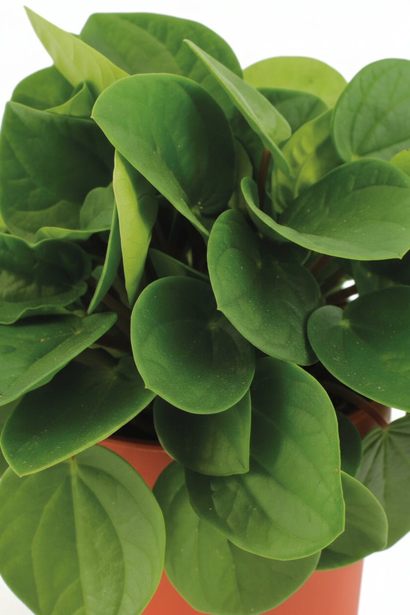 Peperomia Rana Verde — Ø11 cm — H15 cm - Verdeia - 2