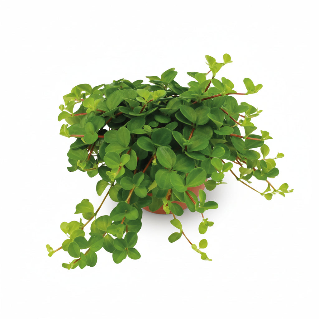 Peperomia Rotundifolia (Jadeketting) | Verdeia