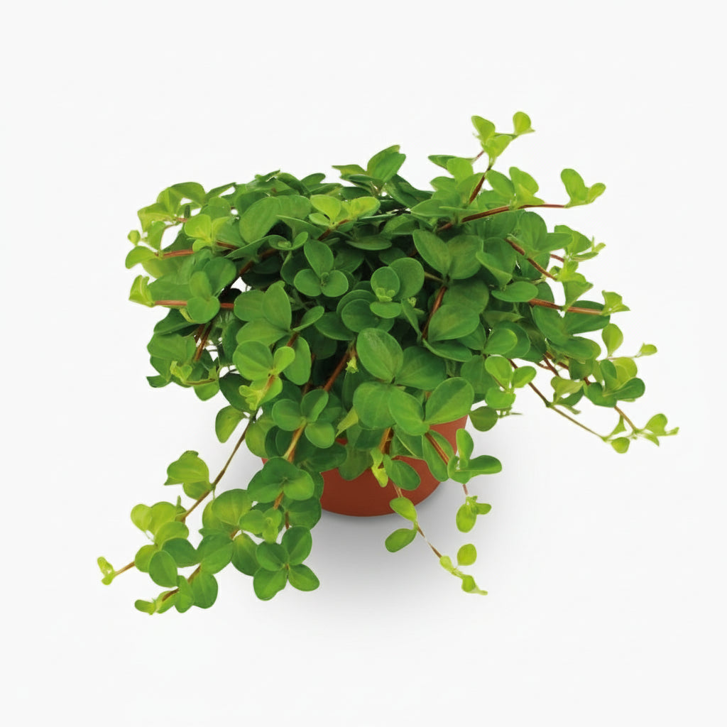 Peperomia Rotundifolia – Plante collier de jade - Verdeia