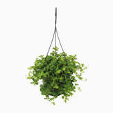 Peperomia Rotundifolia — Planta collar de jade - Verdeia - 6