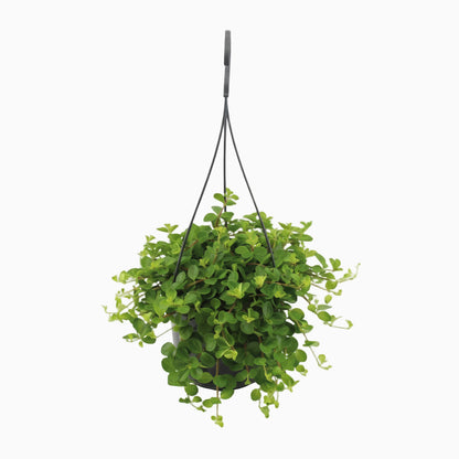 Peperomia Rotundifolia – Plante collier de jade - Verdeia