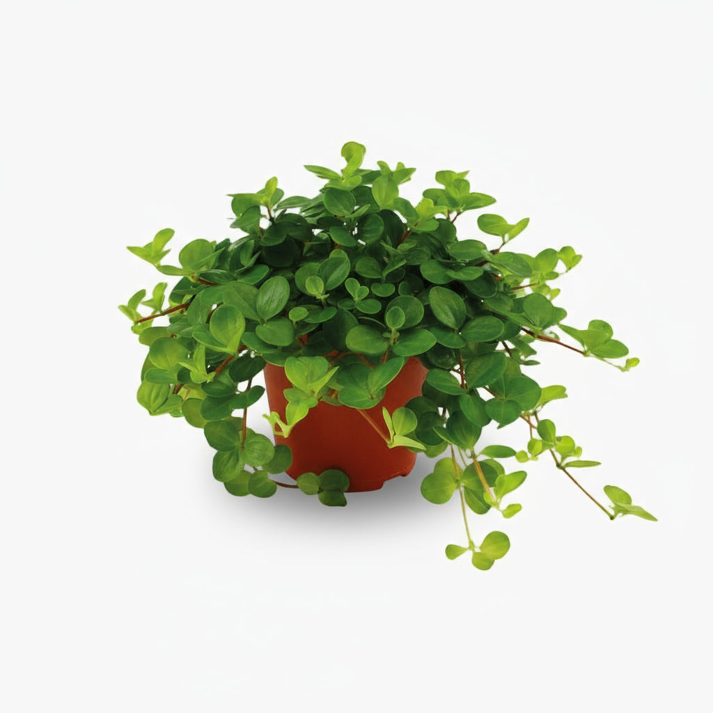 Peperomia Rotundifolia – Plante collier de jade - Verdeia