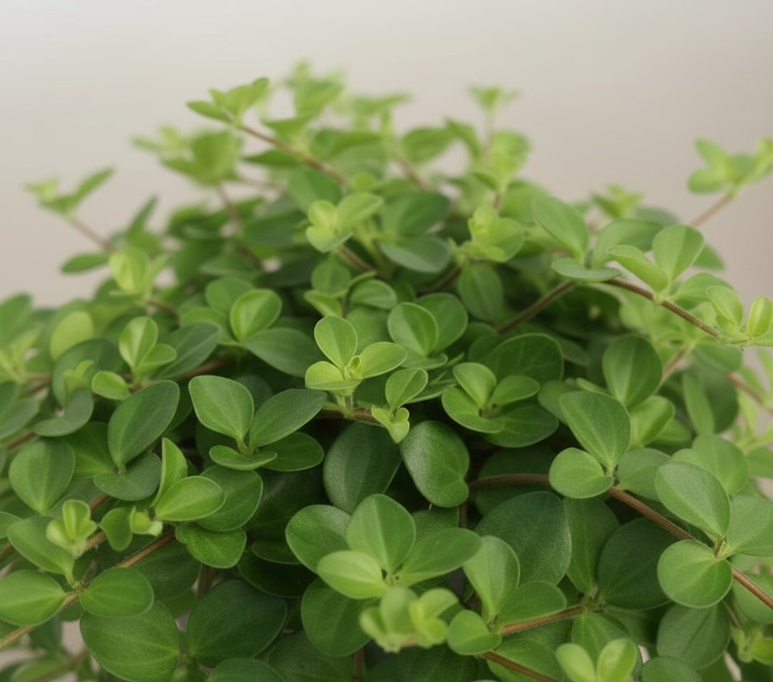 jade necklace plant peperomia Peperomia Rotundifolia (Jade Necklace)