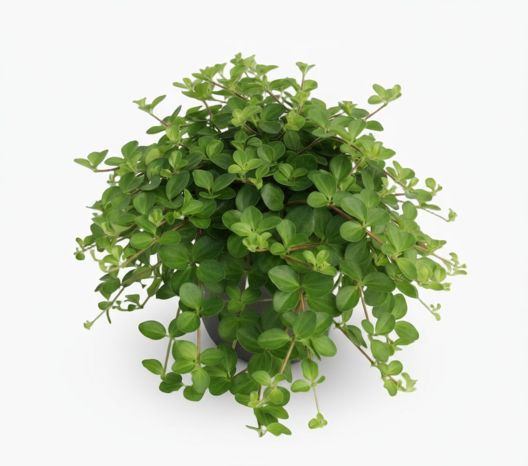 Peperomia Rotundifolia – Plante collier de jade - Verdeia