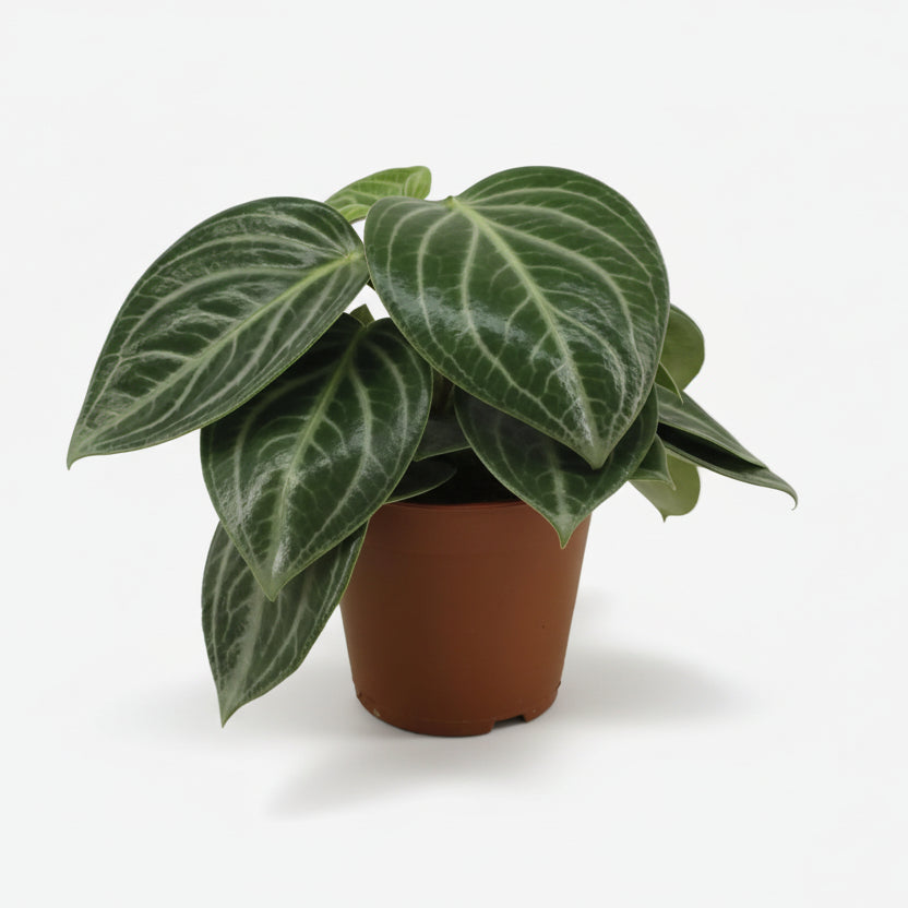 Peperomia sarcophylla amb fullatge argentat en la seva test de cultiu sobre fons blanc