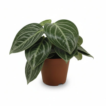 Peperomia sarcophylla amb fullatge argentat en la seva test de cultiu sobre fons blanc