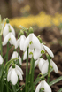 Campanilla de invierno gigante (Galanthus elwesii) — Bulbos calibre 5/6 - Verdeia - 1