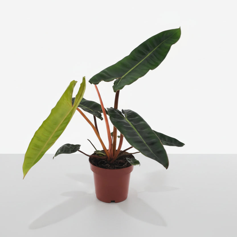 Philodendron Billietiae – Ø12 cm – H25 cm - Verdeia - 1