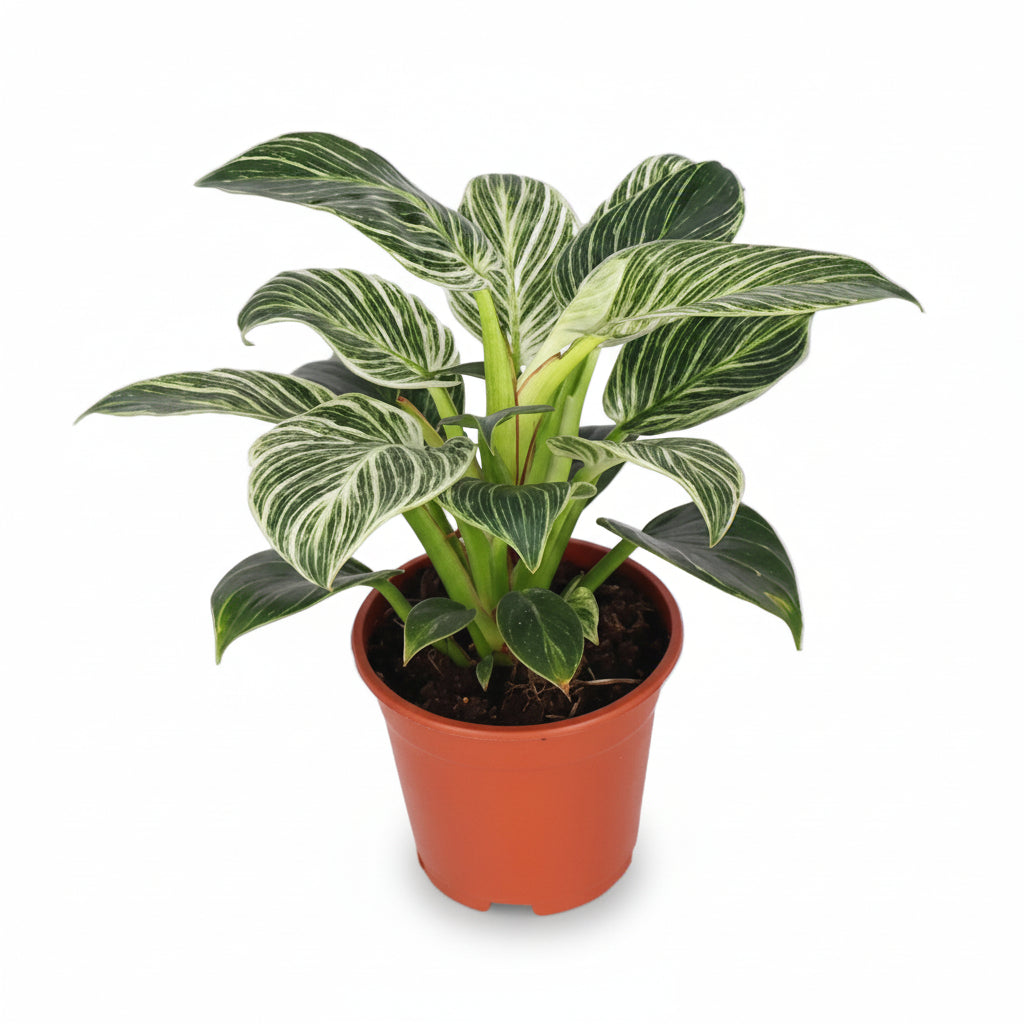 philodendron birkin pěstování Philodendron Birkin — grafické bílé pruhy