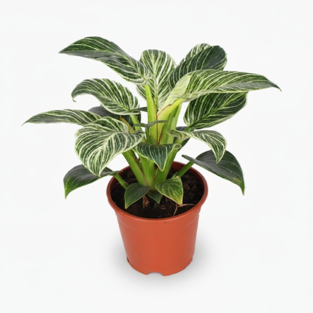 Philodendron Birkin — Ø14 cm — H25 cm - Verdeia