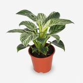 Philodendron Birkin — Ø14 cm — H25 cm - Verdeia - 1
