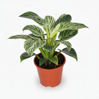 Philodendron Birkin — Ø14 cm — H25 cm - Verdeia