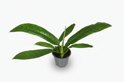 Philodendron Campii - D14cm x H40cm - Verdeia